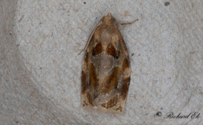 Trysommarvecklare (Archips xylosteanus)