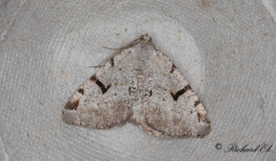 Mbrsmtare - The V-Moth (Macaria wauaria) 