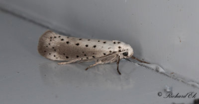Pilspinnmal (Yponomeuta rorrellus)