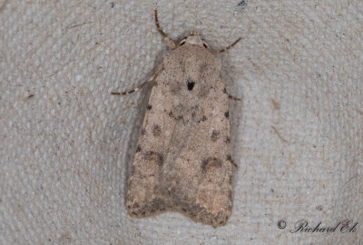 Vitpunktslvfly - Pale Mottled Willow (Caradrina clavipalpis) 