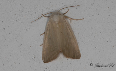 Vasstrfly - Fen Wainscot (Arenostola phragmitidis)