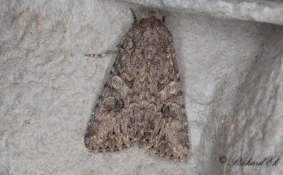 Klverfly - Nutmeg (Anarta trifolii)
