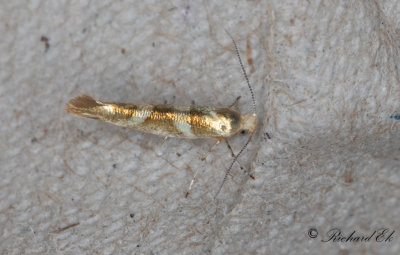 Alhngemal (Argyresthia goedartella)