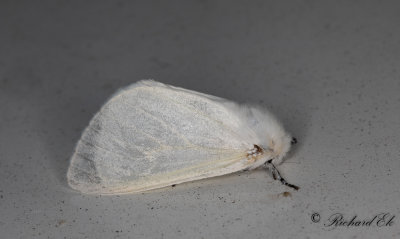 Videspinnare - White Satin Moth (Leucoma salicis)