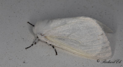 Videspinnare - White Satin Moth (Leucoma salicis)