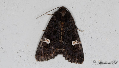Vitfläckigt lundfly - Dot Moth (Melanchra persicariae)