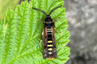 Hallonglasvinge - Raspberry Clearwing (Pennisetia hylaeiformis)