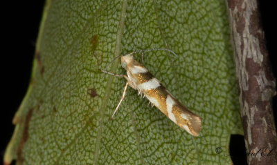 Alhngemal (Argyresthia goedartella)