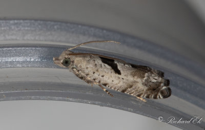 Grenrullvecklare (Epinotia ramella)