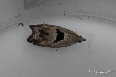Grenrullvecklare (Epinotia ramella)