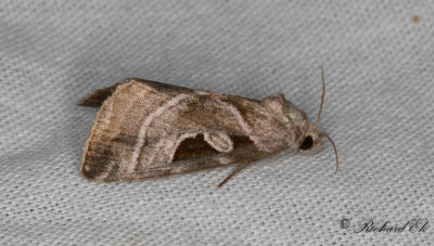 Jungfrufly - Silvery Gem (Eucarta virgo)