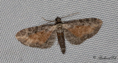 Rllikamalmtare - Tawny Speckled Pug (Eupithecia icterata)