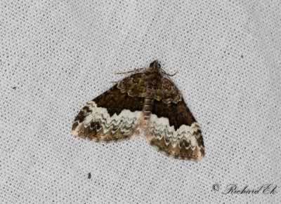 Tvspetsad fltmtare - Cloaked Carpet (Euphyia biangulata)