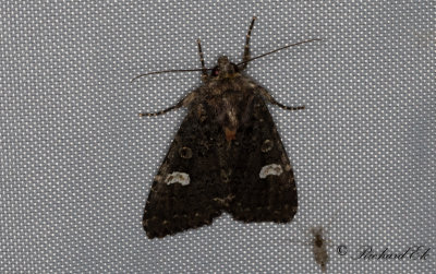 Vitflckigt lundfly - Dot Moth (Melanchra persicariae)