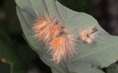 Lönnaftonfly - The Sycamore (Acronicta aceris)
