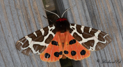 Brun bjrnspinnare - Great/Garden Tiger Moth (Arctia caja) 