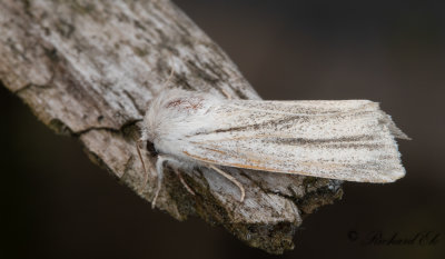 Lansettvinge - Reed Dagger (Simyra albovenosa)