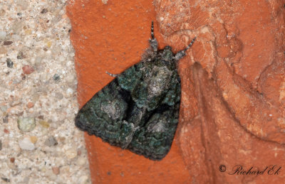 Grnt lavfly - Tree-lichen Beauty (Cryphia algae) 