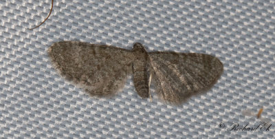 Vinkelmalmtare - Common Pug (Eupithecia vulgata)