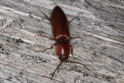 Elateridae (Knppare)