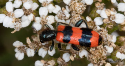 Bilejon (Trichodes apiarius)