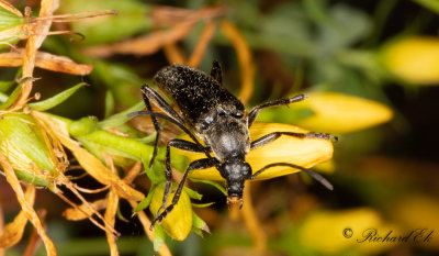 Hrig blombock (Etorofus pubescens)