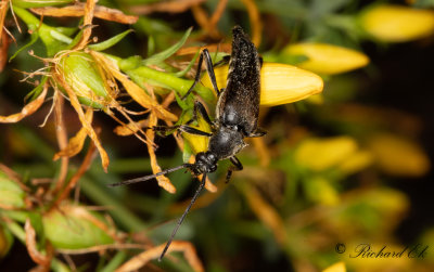 Hrig blombock (Etorofus pubescens)