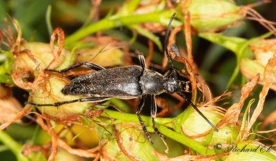 Hrig blombock (Etorofus pubescens)