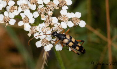 Smalvingad blombock (Strangalia attenuata)