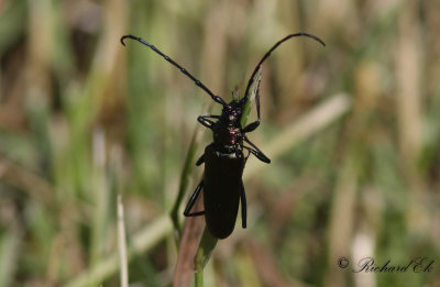 Myskbock - Musk Beetle (Aromia moschata)