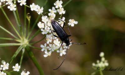 Rdbukig blombock (Stenurella nigra)