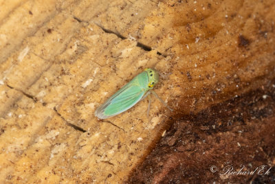 Blgrn krrstrit (Cicadella viridis)