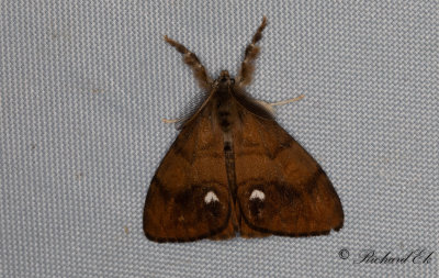 Aprikostofsspinnare - Rusty Tussock Moth (Orgyia antiqua)