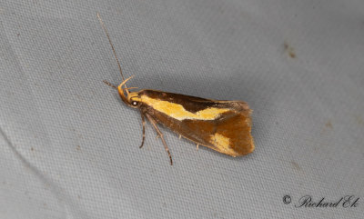 Jttepraktmal (Harpella forficella)