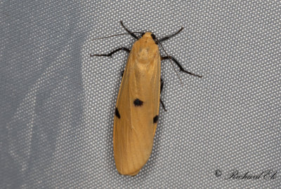 Kungslavspinnare - Four-spotted Footman (Lithosia quadra)