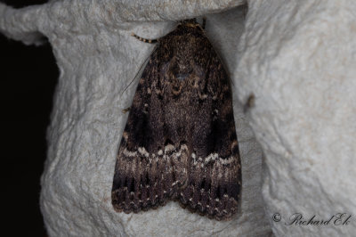 Pyramidbuskfly - Copper Underwing (Amphipyra pyramidea) 