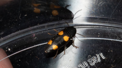Melandryidae (Brunbaggar)