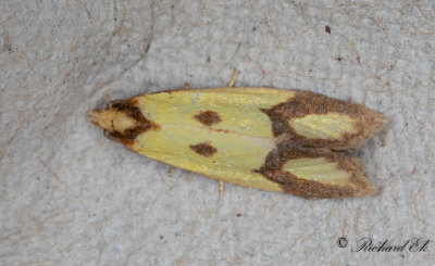 Klintgulvecklare (Agapeta zoegana)
