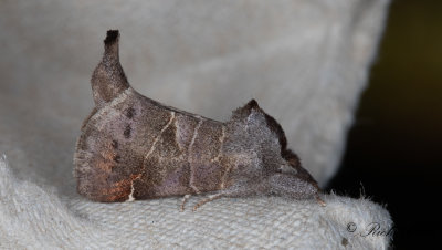 Prlgr hgstjrt - Small Chocolate-tip (Clostera pigra)