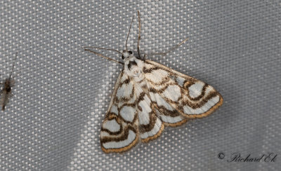 Dammott - Beautiful China-mark (Nymphula nitidulata)