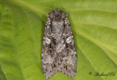 Strre skogsfly - Great Brocade (Eurois occulta) 