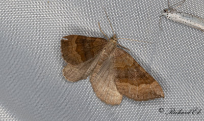Vickerbackmtare - Shaded Broad-bar (Scotopteryx chenopodiata) 