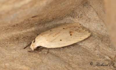 Klintplattmal (Agonopterix kaekeritziana)