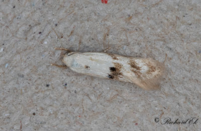 Rrflensgrsmal (Elachista maculicerusella)