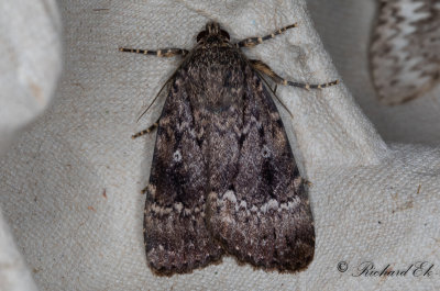 Pyramidbuskfly - Copper Underwing (Amphipyra pyramidea) 