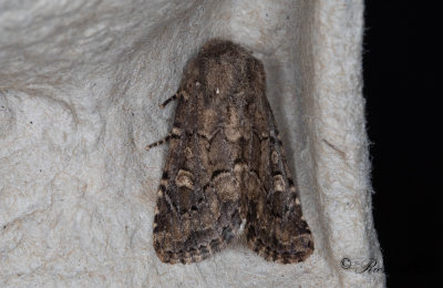 Grsrotsfly - Flounced Rustic (Luperina testacea) 