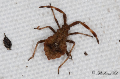 Stort Kantstinkfly - Dock Bug (Coreus marginatus)