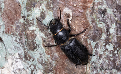 Bitbock (Spondylis buprestoides)