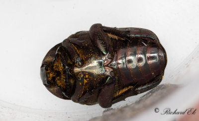 Olivgrn guldbagge (Protaetia metallica)