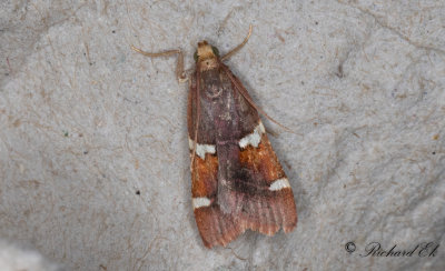 Kungligt ljusmott (Pyralis regalis)